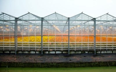 Vernieuwde subsidieregeling verduurzaming glastuinbouw