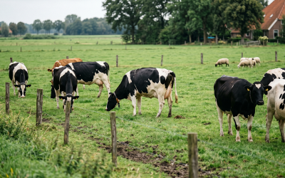 Verwachte overschrijding fosfaatplafond in 2026