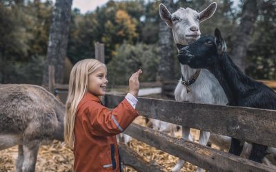 Aankondiging afstandsnorm voor geitenhouderijen