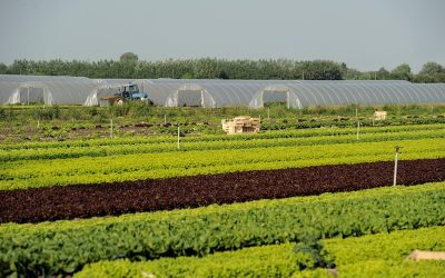 Stand van zaken herziening pachtwetgeving